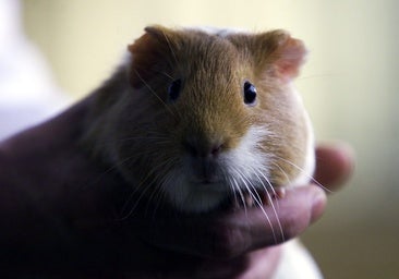 Un caso de hantavirus en Alemania alerta sobre tener roedores de mascotas