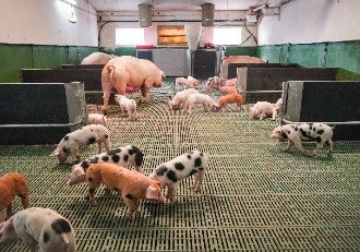 El bienestar animal, eje vertebrador del porcino de capa blanca en España