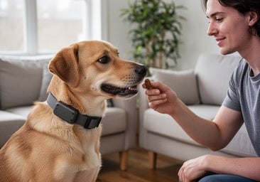 Controla los ladridos excesivos con estos collares antiladridos para perros