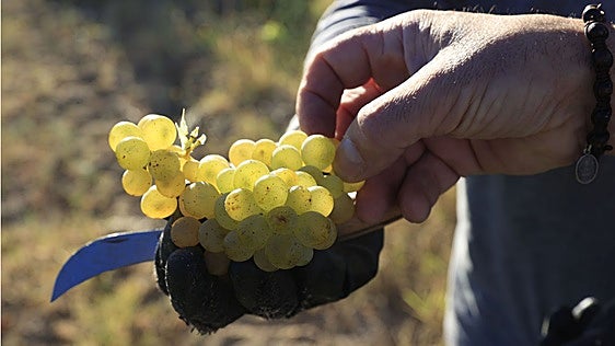 El 69% de la fruta consumida en España tiene plaguicidas