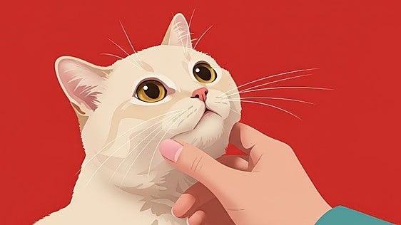 Los gatos no son peluches: esta es la forma correcta de acariciarlos