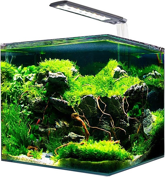 Si tienes pececillos, hazte ya con este acuario Amtra Nanotank de 60 litros