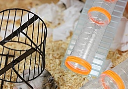 Estos tubos y túneles modulares son perfectos para el entretenimiento de tus pequeños roedores