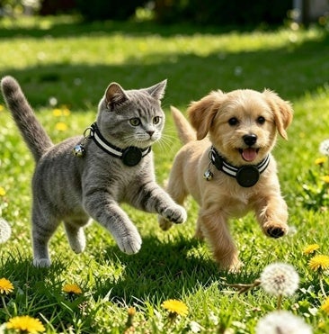 Los mejores collares para perros y gatos con localizadores GPS para evitar sustos y pérdidas