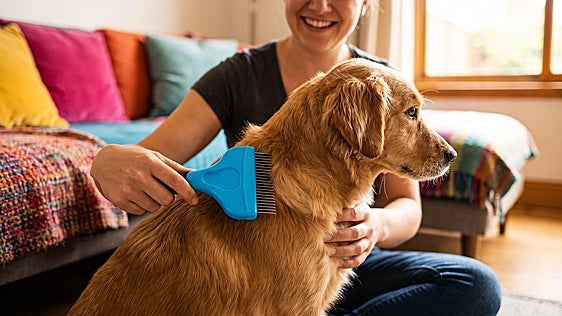 Los mejores cepillos para perros y gatos que sueltan pelo