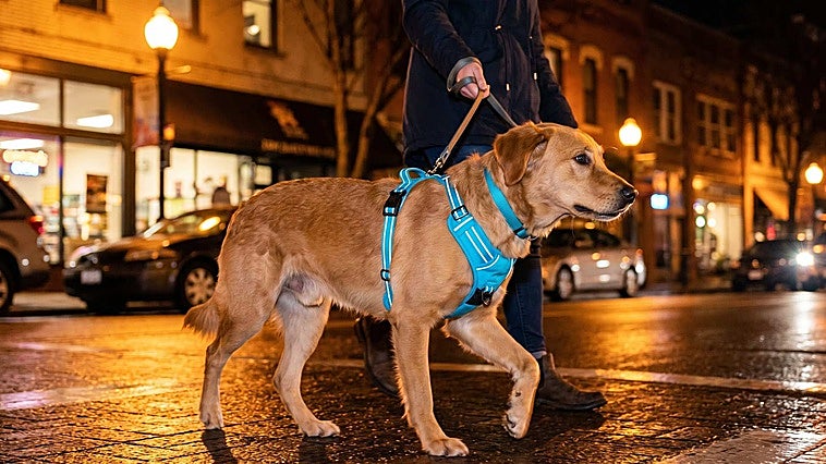 Las mejores correas y arneses reflectantes para pasear de noche a tu mascota sin perderla de vista