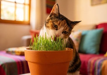 Las mejores hierbas gateras y plantas para saciar las necesidades digestivas de tu gato