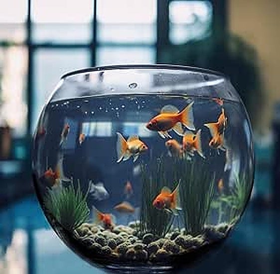 Las mejores plantas y sustratos para tus acuarios y peceras