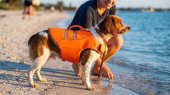 Los mejores chalecos y flotadores para disfrutar de tu perro en el agua sin riesgos