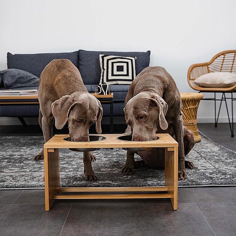 Los mejores comederos elevados para perros grandes