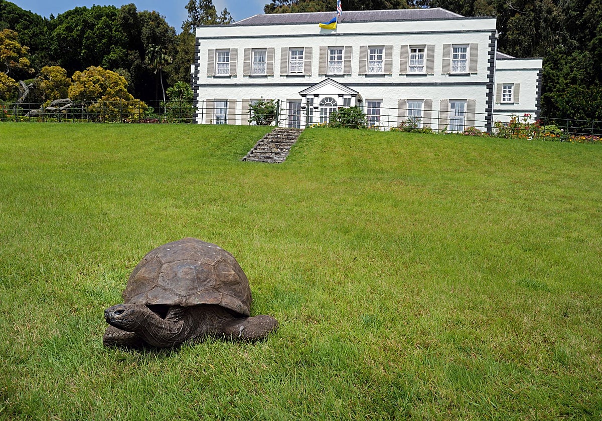 Descubren el secreto de la longevidad de Jonathan, la tortuga de 194 años