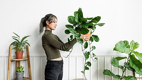 Las mejores plantas artificiales que no requieren mantenimiento y parecen de verdad