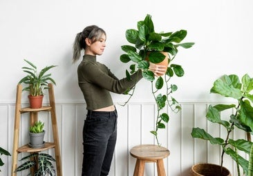 Las mejores plantas artificiales que no requieren mantenimiento y parecen de verdad