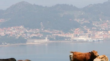 Vacas pastando en una pradera de Vigo en una foto de archivo.