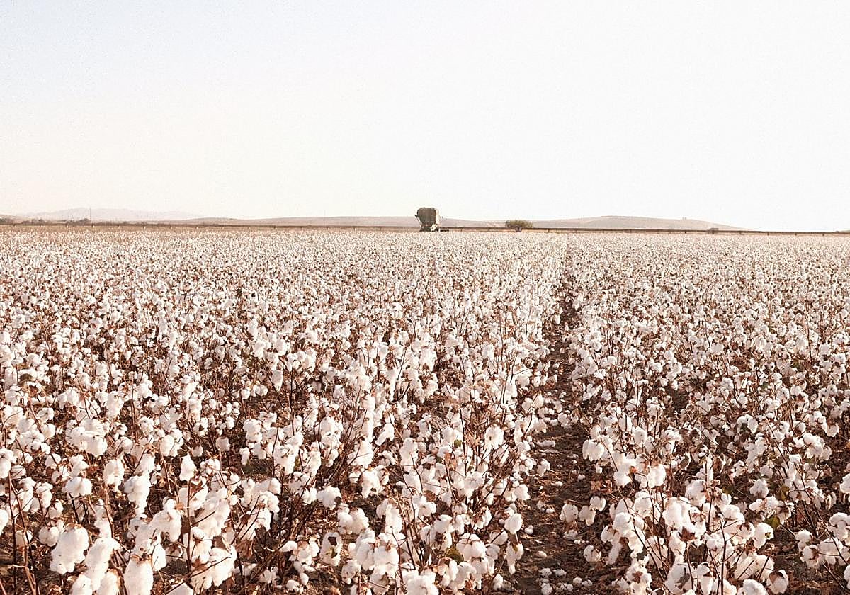 Campos de algodón en Andalucía.