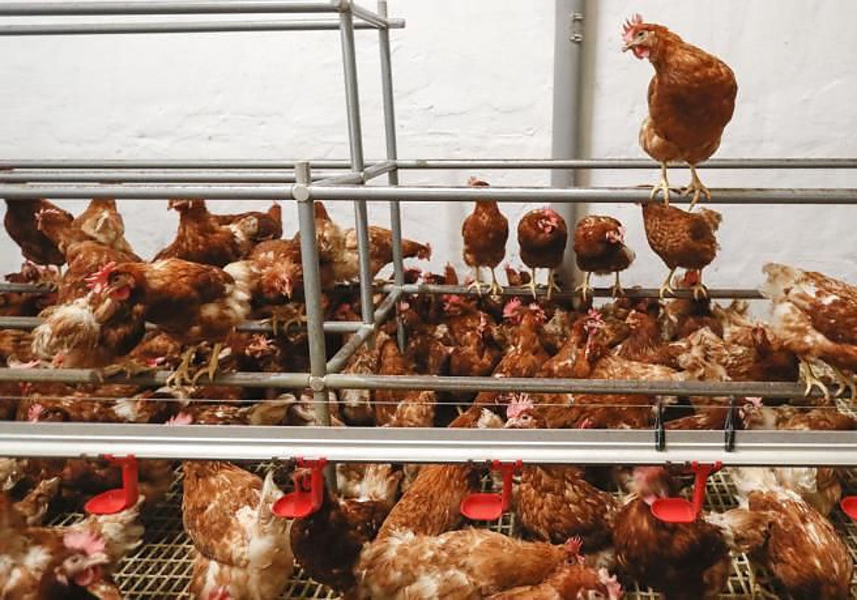 La ola de calor mata «cientos de miles» de gallinas en Francia