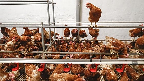 La ola de calor mata «cientos de miles» de gallinas en Francia
