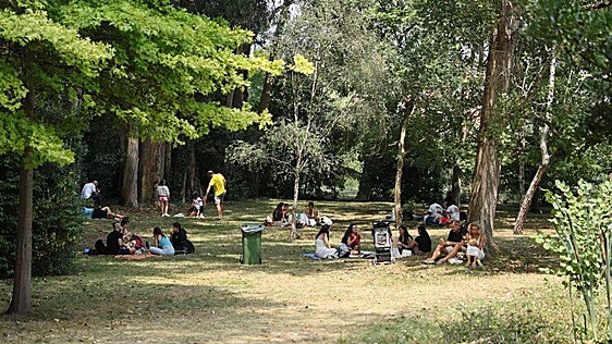Sombra de árbol