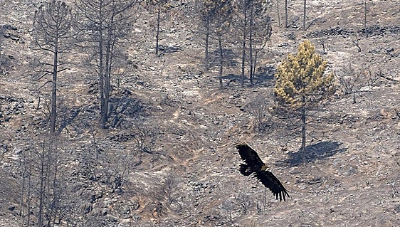 Así hemos narrado otra jornada de incendios que arrasan España