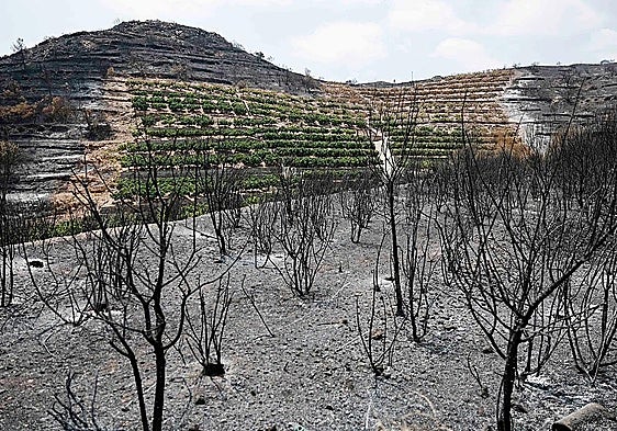 El incendio de Castellón comenzó de manera intencionada en una senda con abundante paso de gente