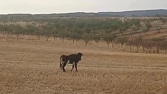 Varios países se ofrecen para salvar a una vaquilla que será sacrificada en Cuenca
