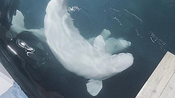 Las belugas y delfines que iban a ser sacrificados aterrizan en el Oceanogràfic de Valencia desde Toronto