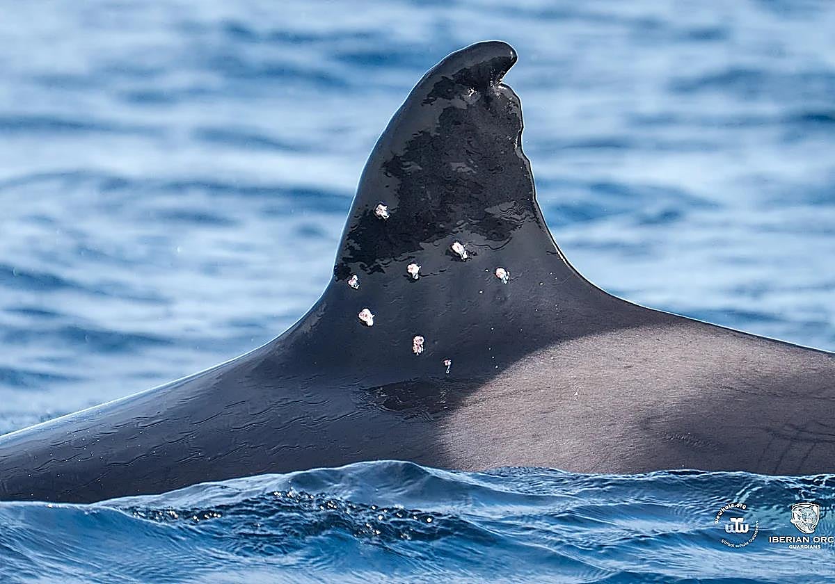 El Gobierno lleva a la Fiscalía los disparos contra la orca Toñi desde un barco español en aguas portuguesas