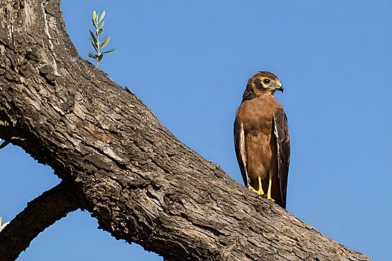 El adelanto de las cosechas por el cambio climático acabará con cerca del 60% de la población de aguilucho cenizo