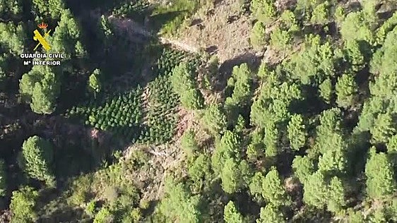 Desarticulado un grupo de narcos que deforestaba bosques en Cuenca para cultivar marihuana