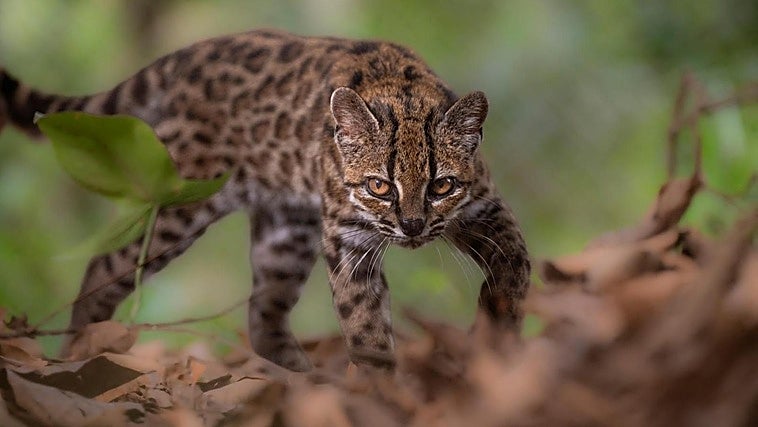 Descubren en Bolivia una nueva especie de felino, la primera en más de un siglo