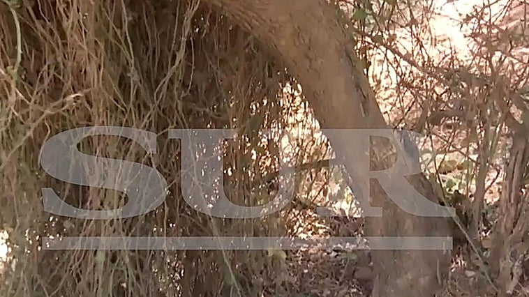«Pensó que no saldría con vida»: el calvario de la joven maniatada a un árbol en Málaga