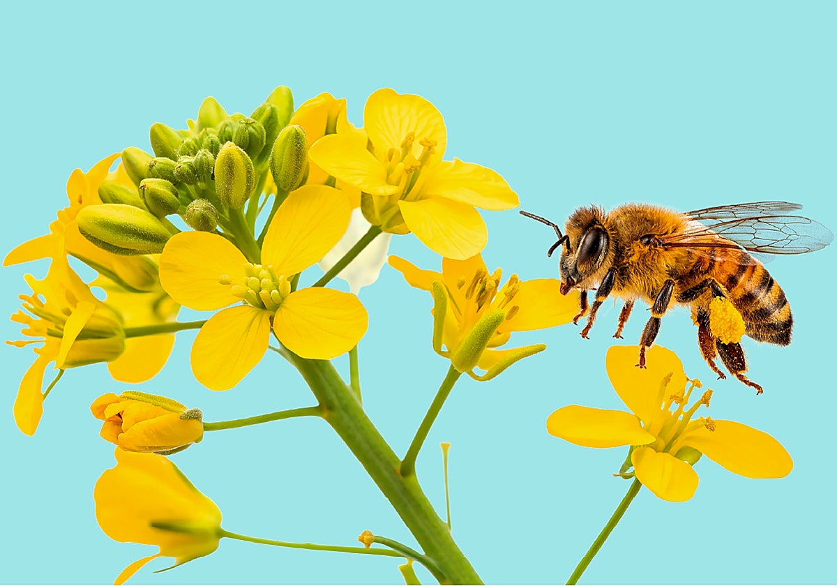 ¿Abejas en tu sombrilla? No es por el calor, se llama enjambrazón