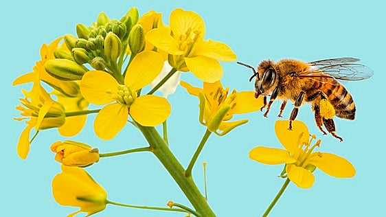 ¿Abejas en tu sombrilla? No es por el calor, se llama enjambrazón