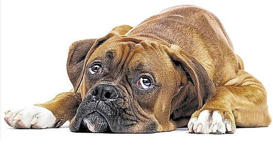 Tu perro también sufre la 'depresión' de septiembre: así se manifiesta