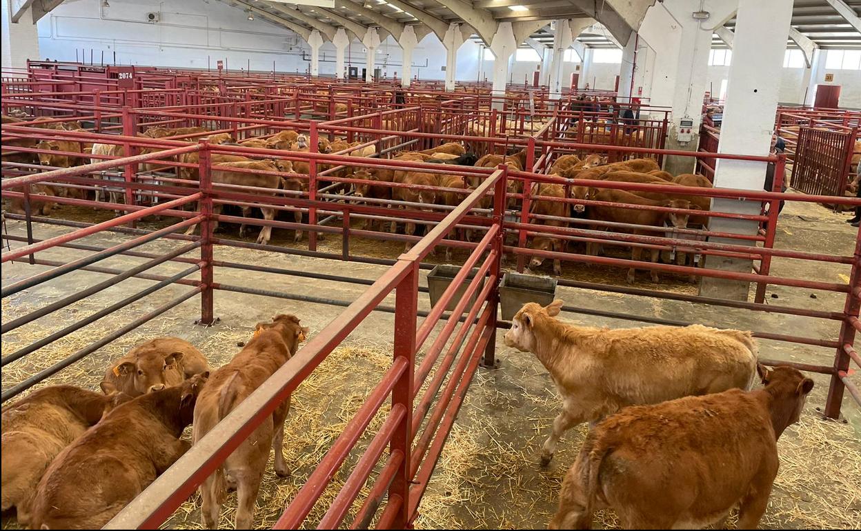 Mercado de ganados, esta mañana, en Salamanca. 