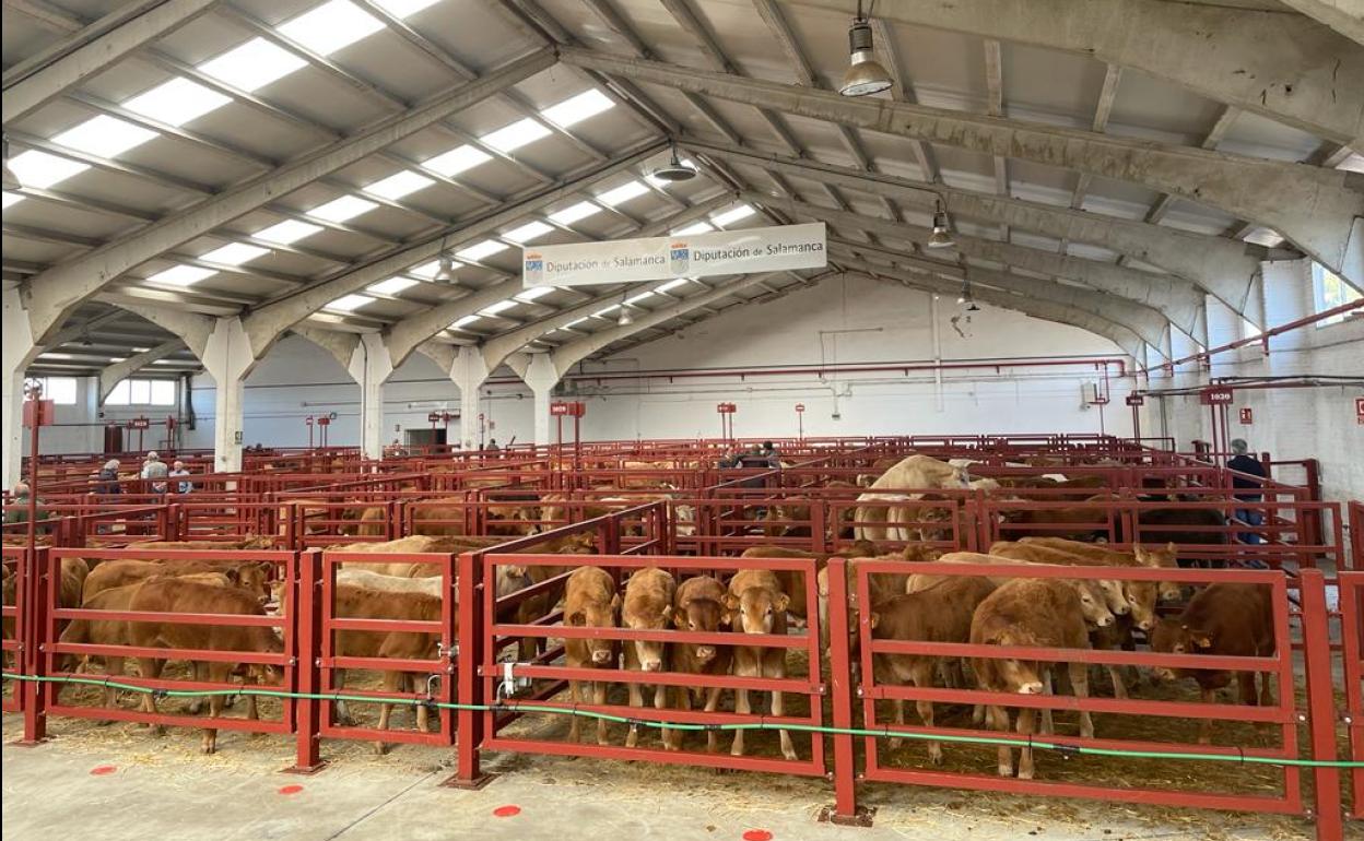 Naves del mercado de ganados de Salamanca, este lunes. 