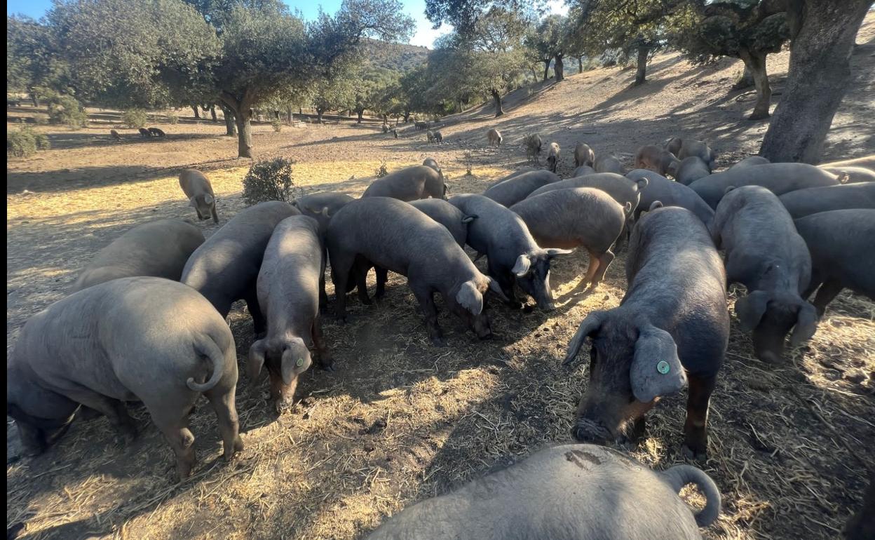 Explotación de porcino en la provincia de Salamanca. 