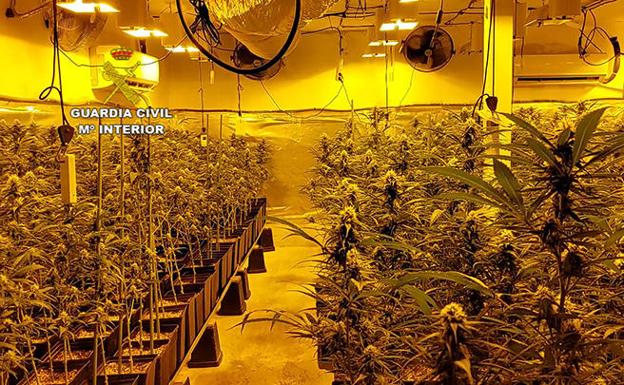 Descubren nueve plantaciones de marihuana en un pueblo de 800 vecinos