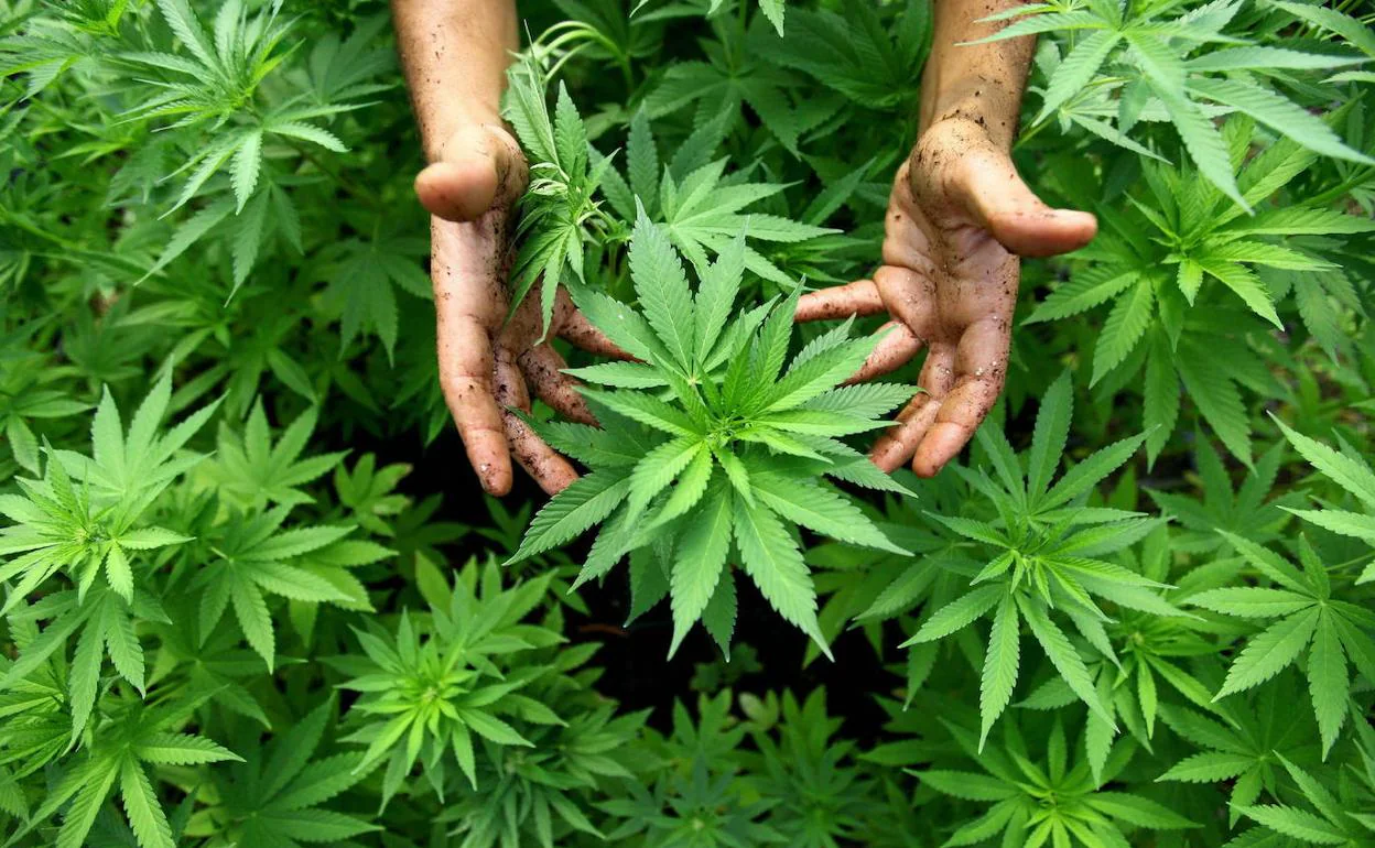 Alemania aprueba las líneas maestras para legalizar el cannabis 