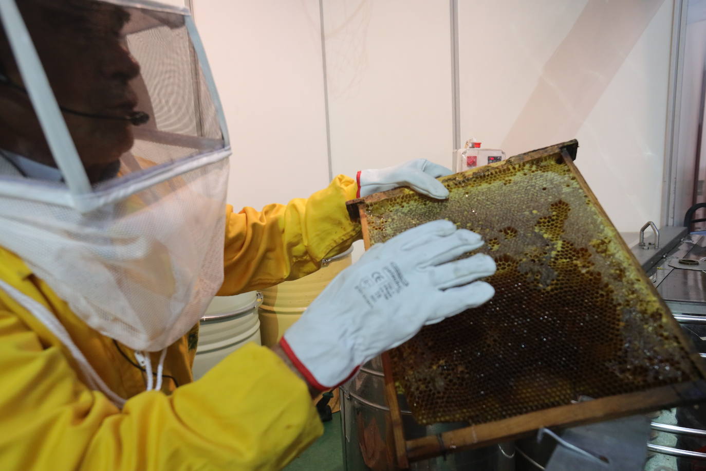 Fotos: Adeatejada celebra la X edición de la Feria de la Miel