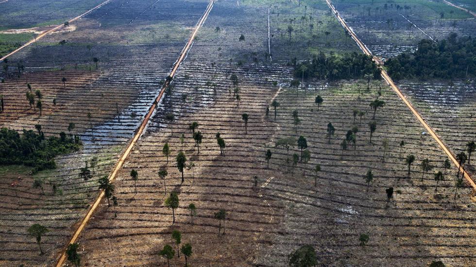 Terrenos deforestados en Indonesia, otra de las causas de emisiones de CO2 a la atmósfera. 