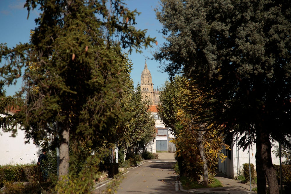 Árboles por toda la zona.