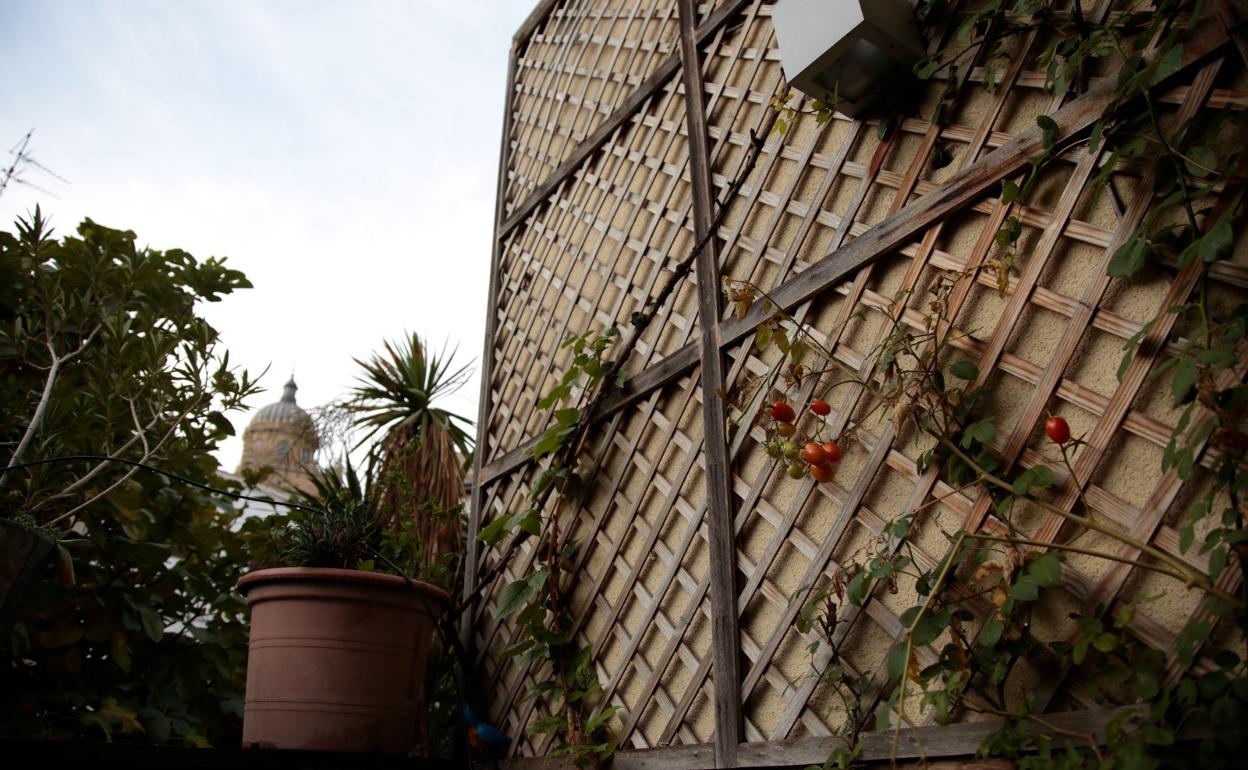Los tomates de Alicia crecen con vistas a la Catedral de Salamanca. 
