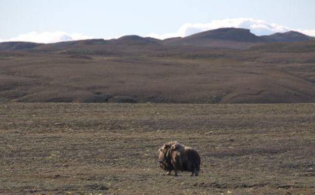 El buey almizclero es uno de los pocos mamíferos que viven hoy al norte de Groenlandia.