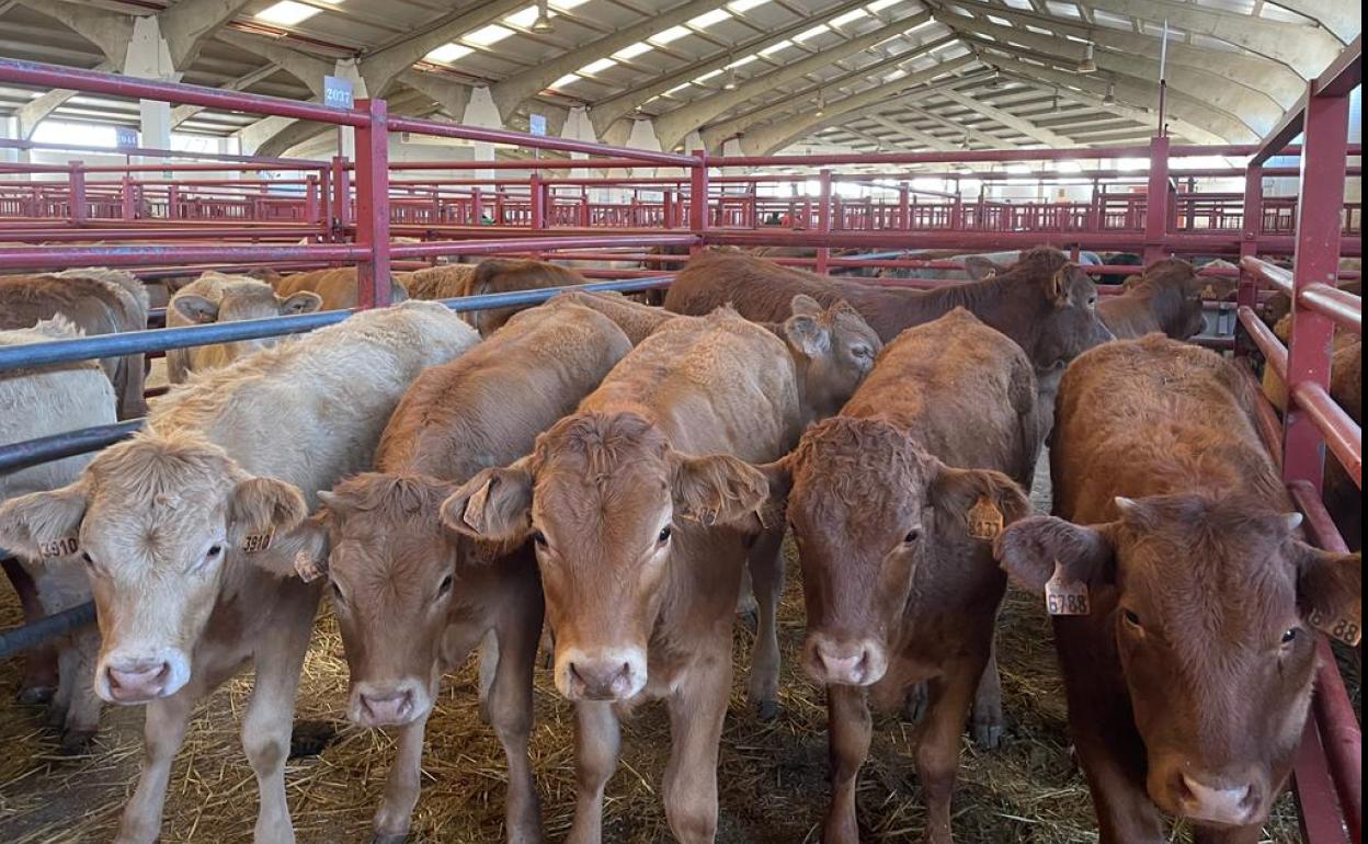 Ganado en las naves del mercado. 