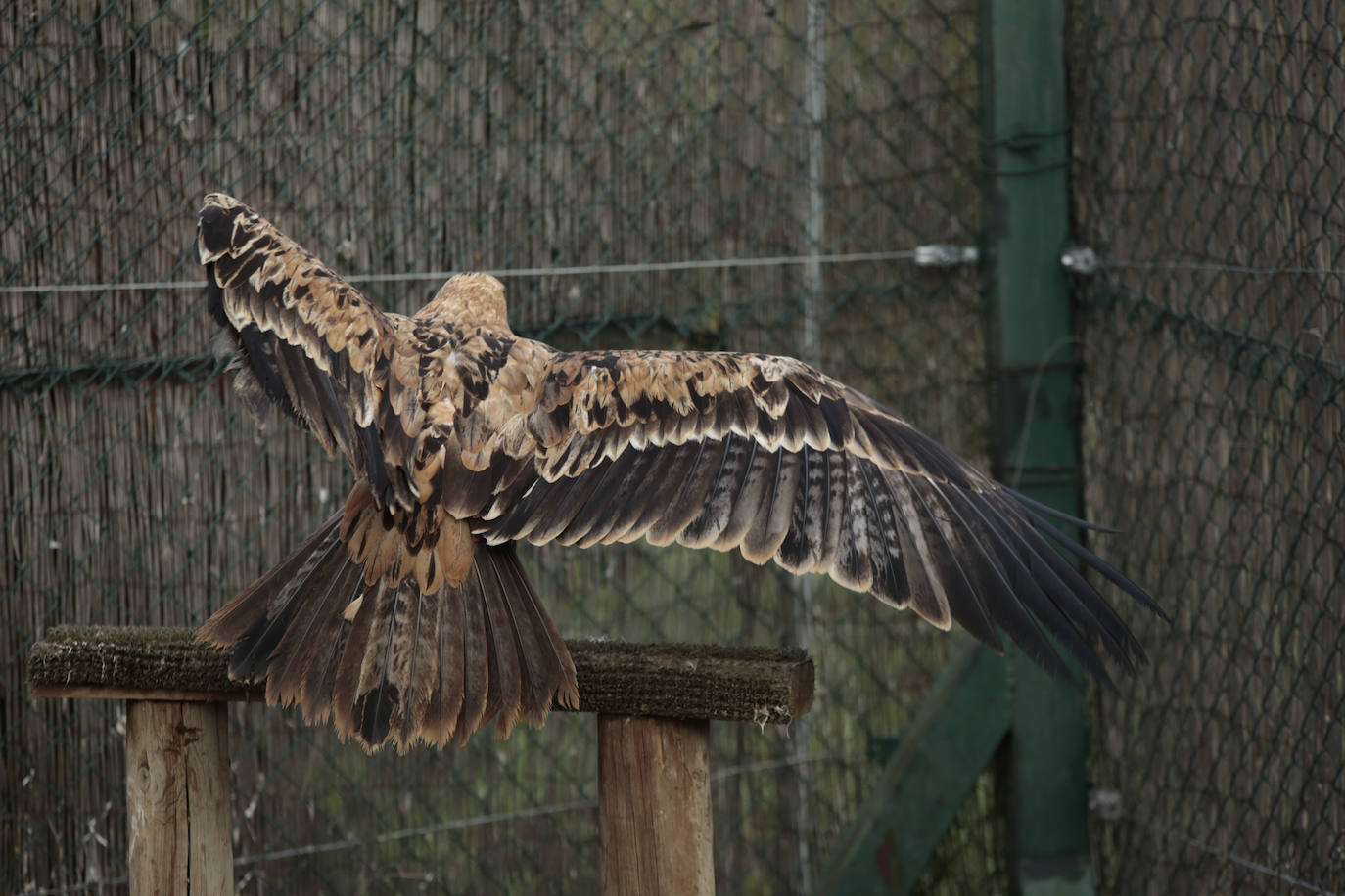 Fotos: Centro de recuperación de aves de Lorenzo Milani