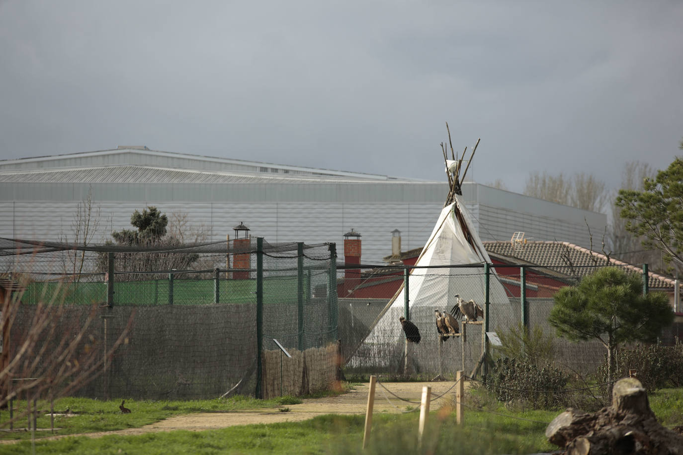 Fotos: Centro de recuperación de aves de Lorenzo Milani