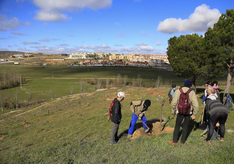 Fridays For Future reivindica participación ciudadana y protección para sus árboles en El Zurguén