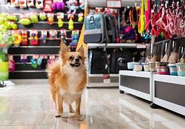 Imagen de archivo de un perro dentro de una tienda.
