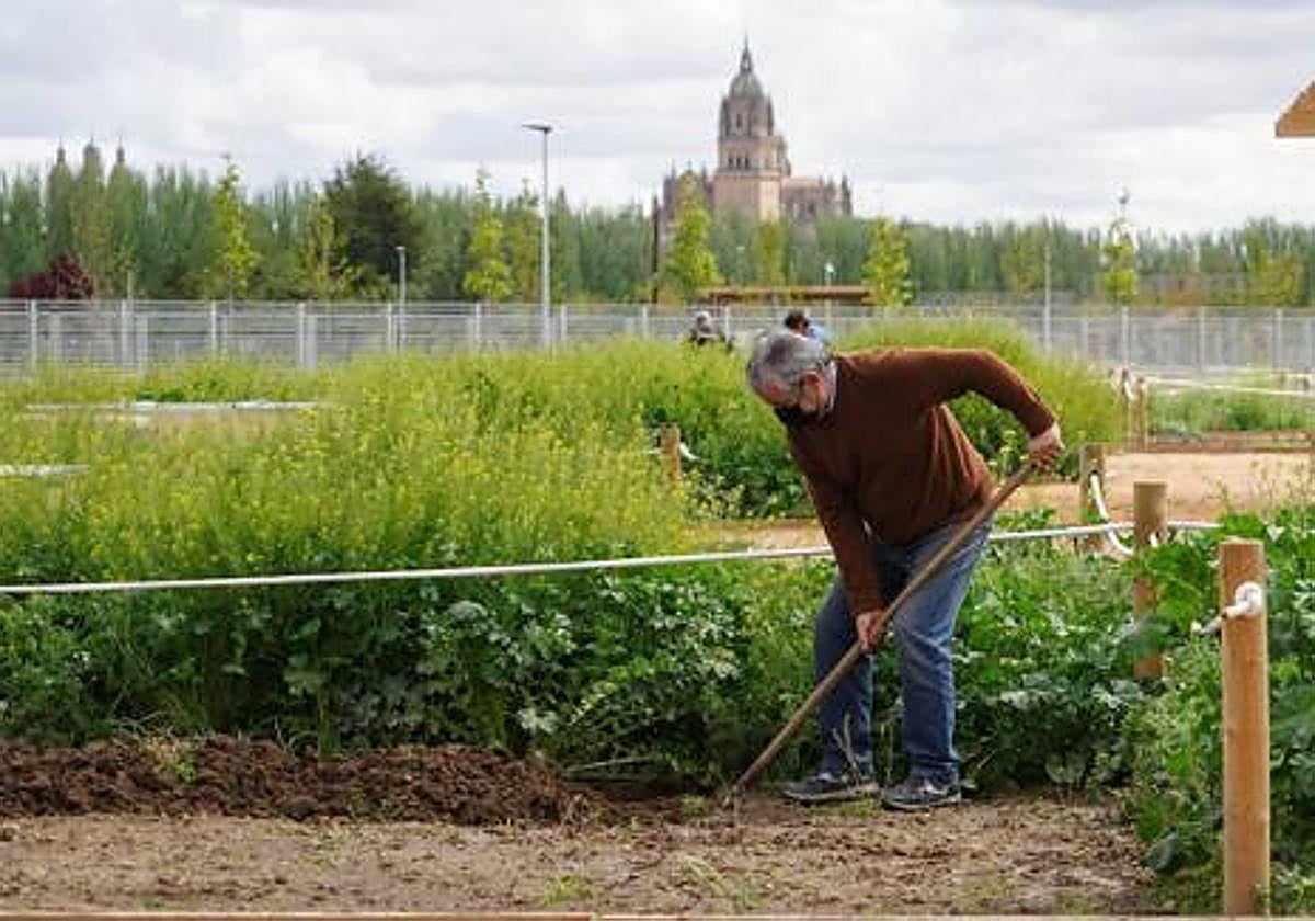 Un hortelano, en uno de los huertos municipales.